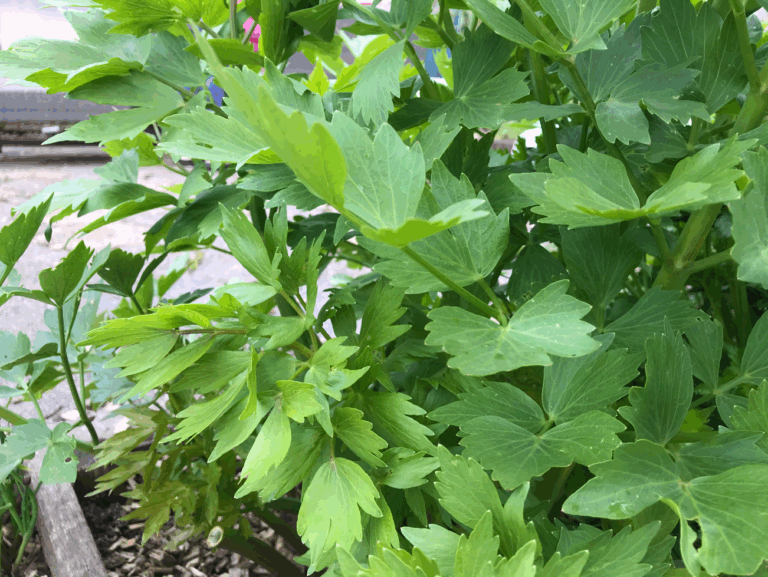 Wat is het verschil tussen lavas en maggiplant