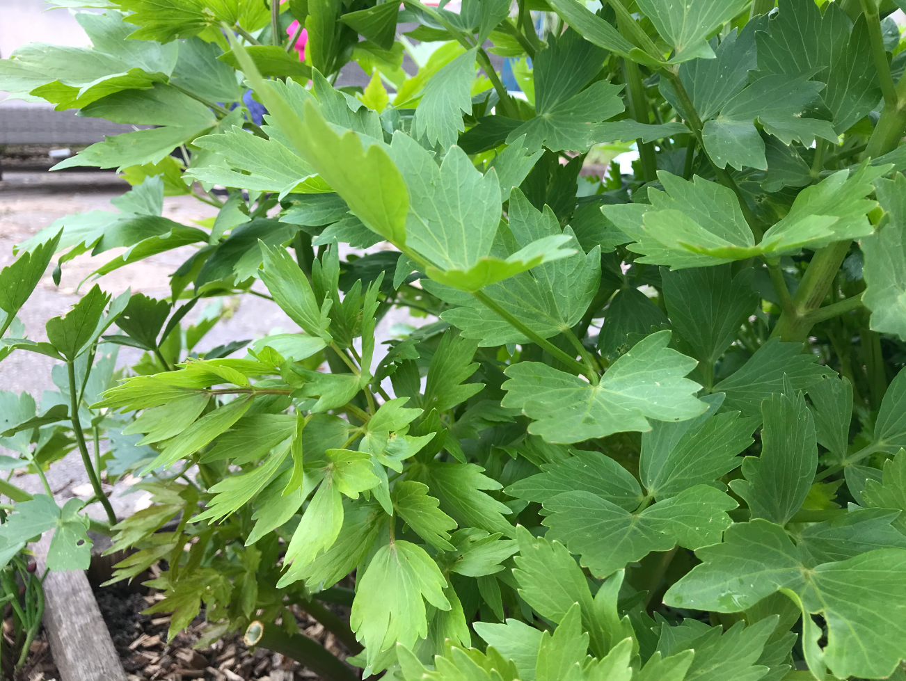 Wat is het verschil tussen lavas en maggiplant