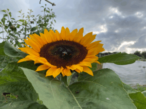 Wat moet je doen als een zonnebloem is uitgebloeid