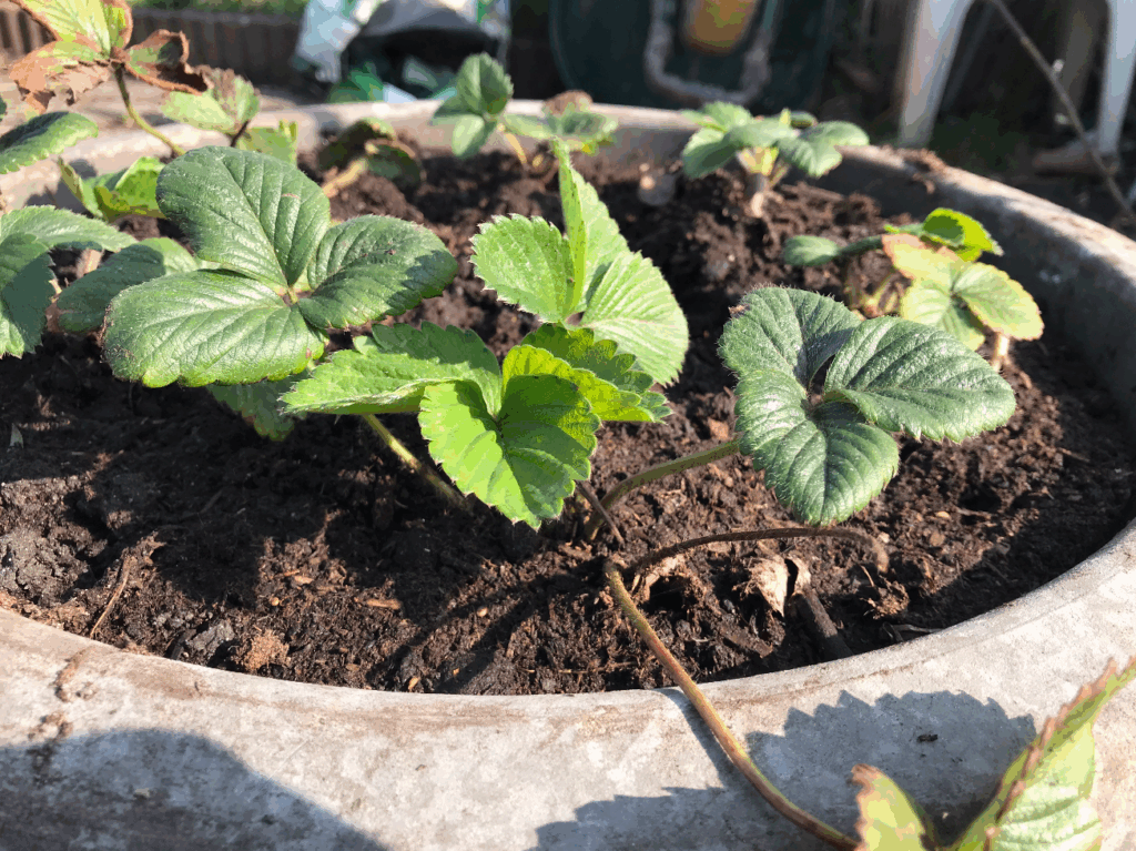 Wat te doen met je aardbei stekjes