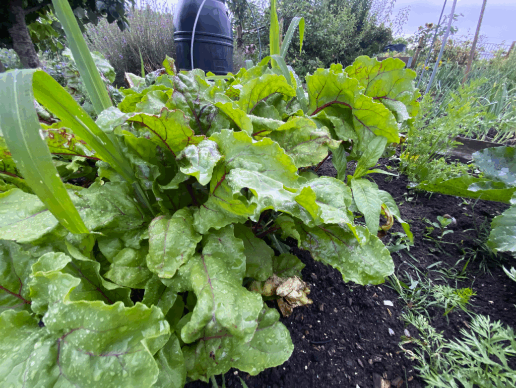 Wat te doen met loof van de rode biet