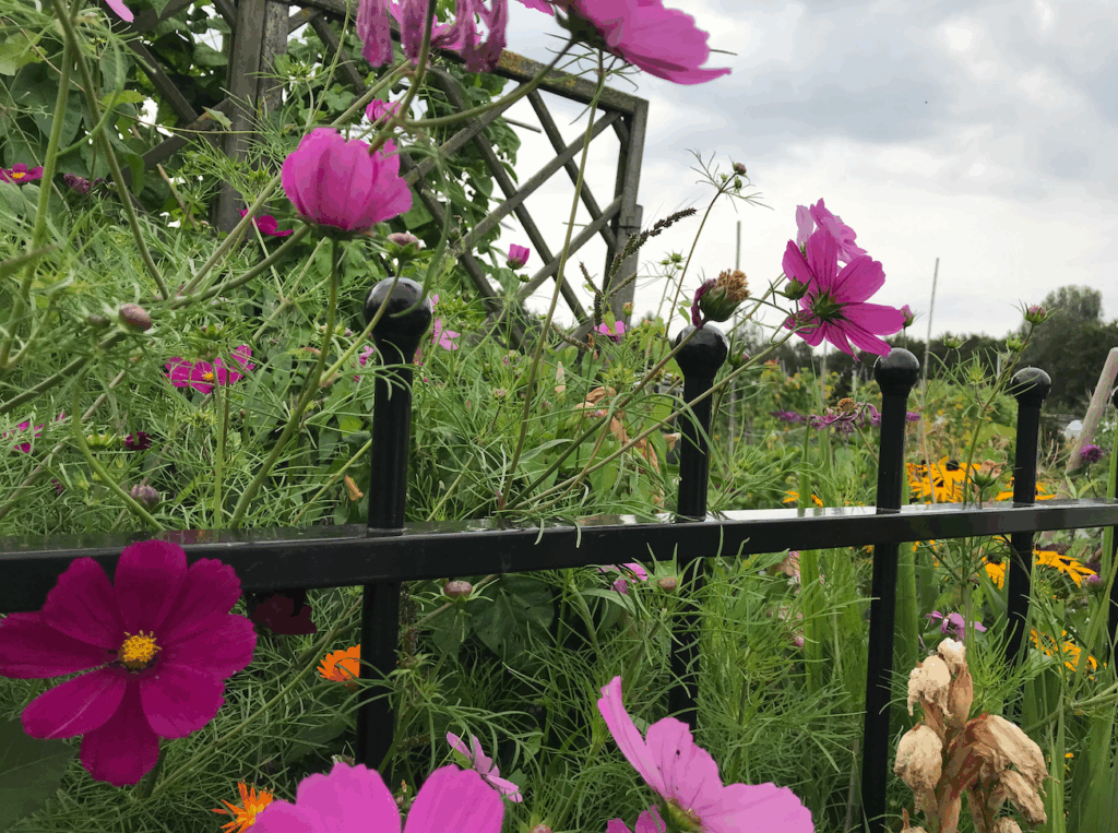 Wat zet je in een bloemen pluktuin