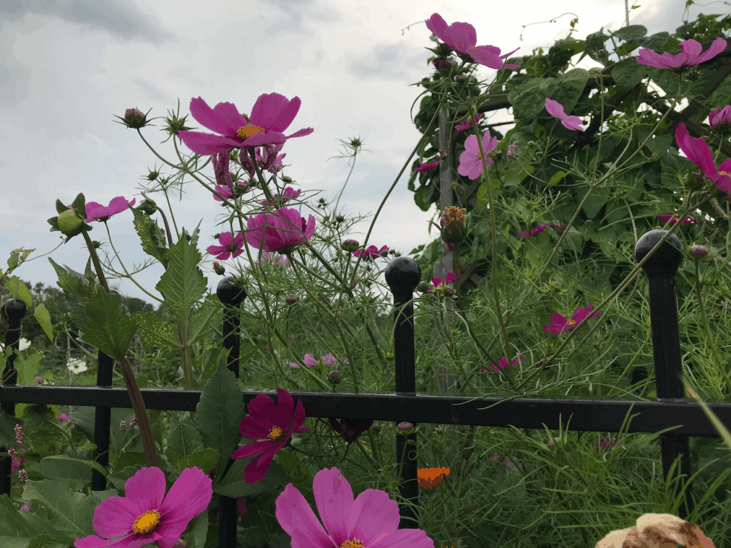 Wat zet je in een bloemen pluktuin