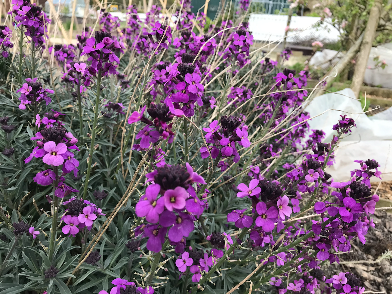 Welke bloemen zijn nuttig in de moestuin