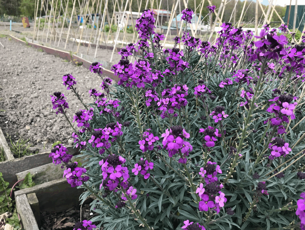 Welke bloemen zijn nuttig in de moestuin
