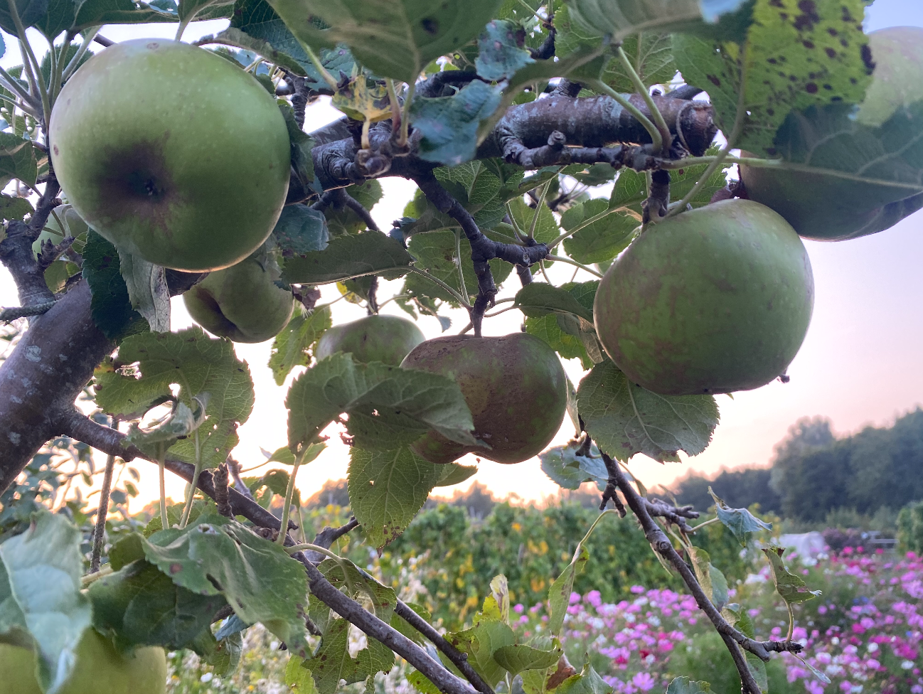 Welke fruitbomen kan ik het beste planten