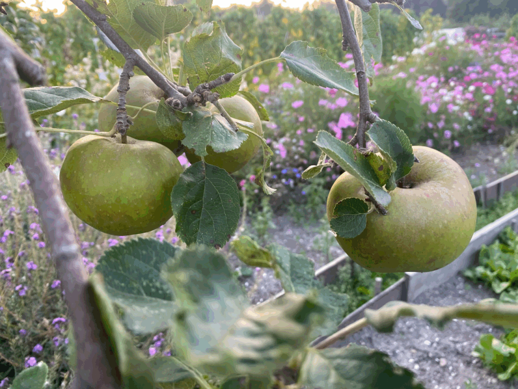 Welke fruitbomen kan ik het beste planten