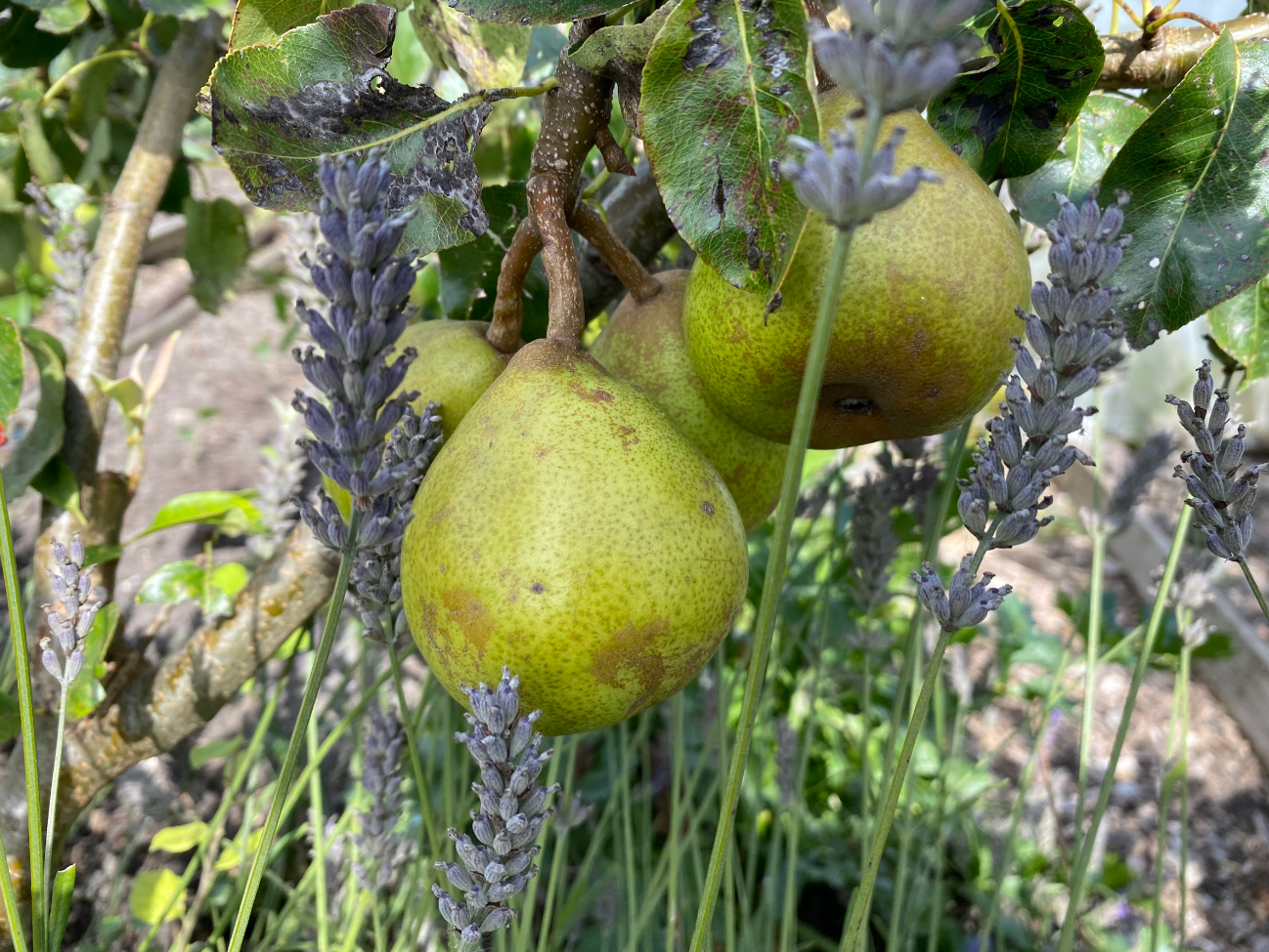 Welke fruitbomen zijn geschikt voor Nederland