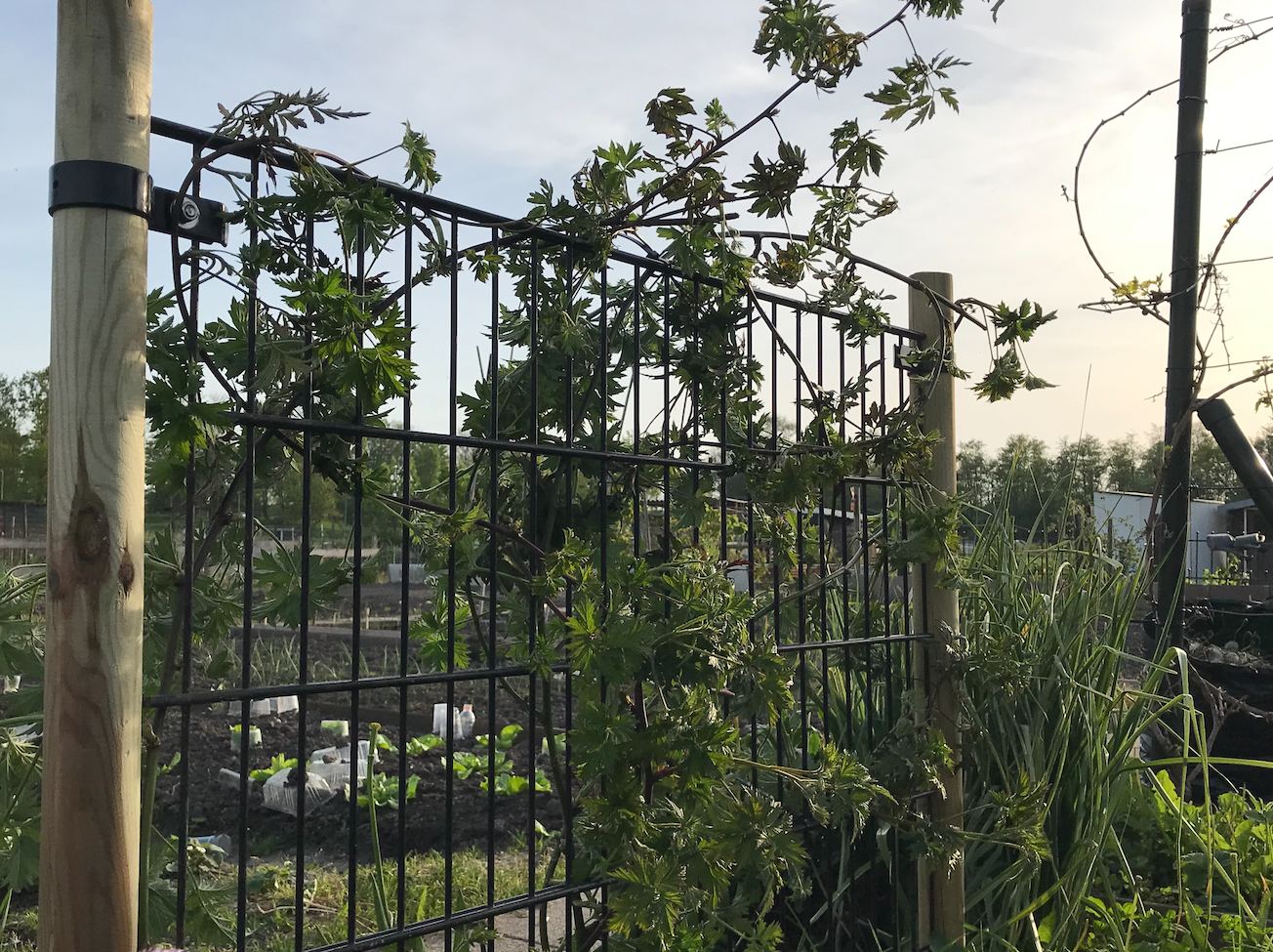 Welke fruitplanten klimmen