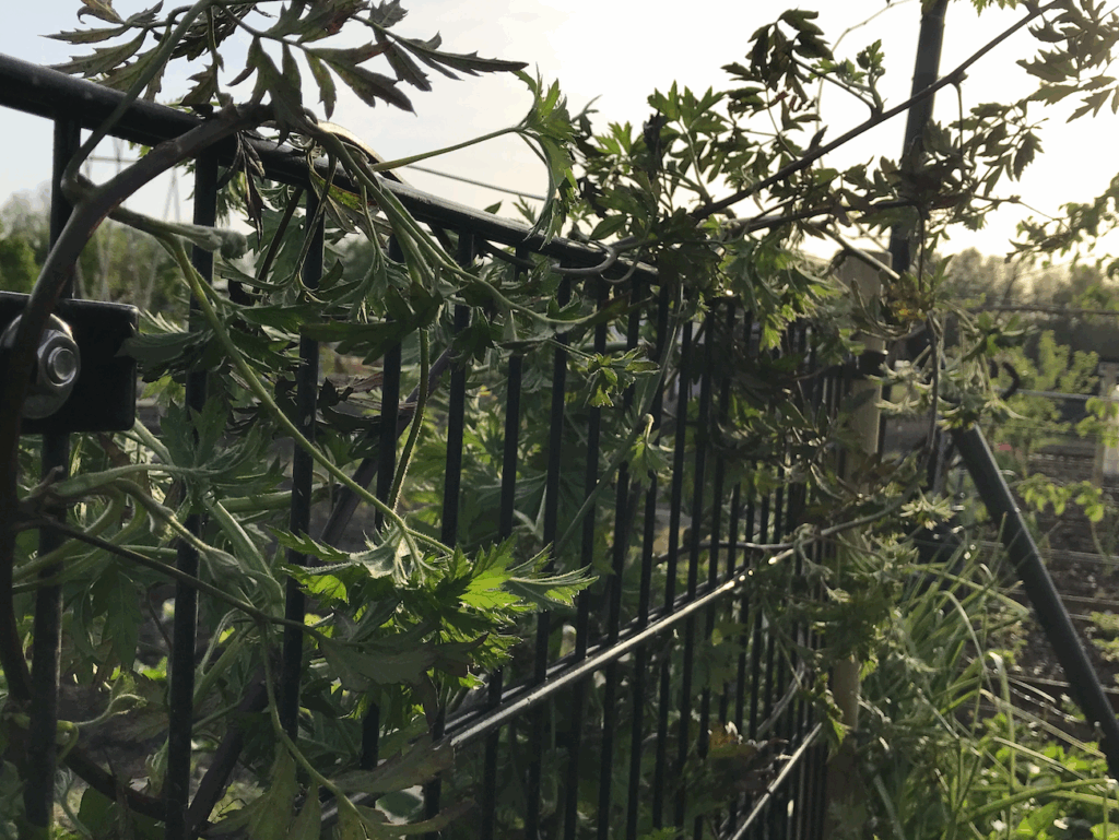 Welke fruitplanten klimmen