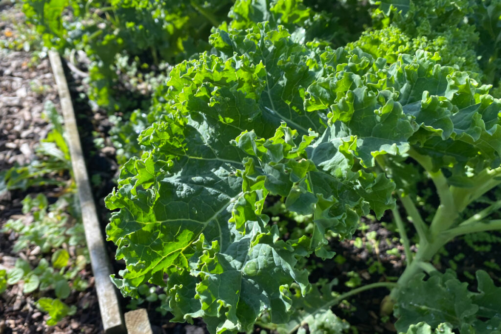 Boerenkool kweken in oktober