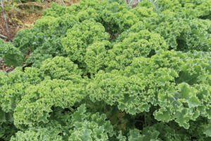 Boerenkool oogsten en bereiden