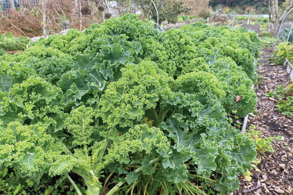 Boerenkool oogsten en invriezen