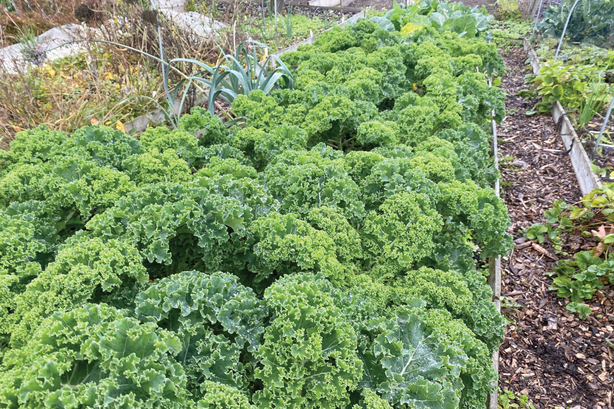 Boerenkool oogsten in oktober