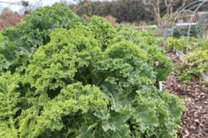 Boerenkool oogsten wanneer