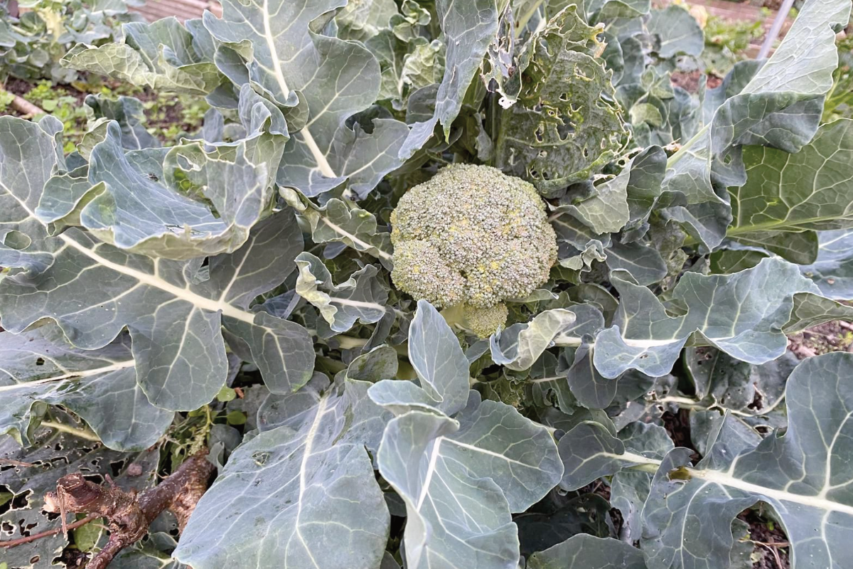 Broccoli oogsten en bewaren