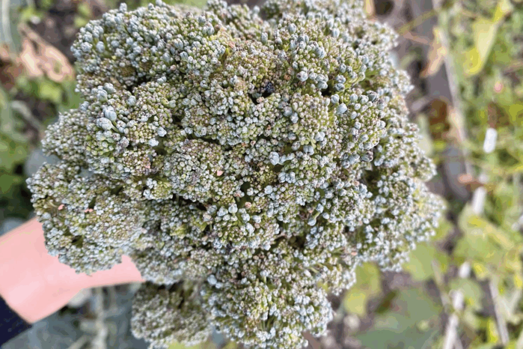 Broccoli oogsten en bewaren
