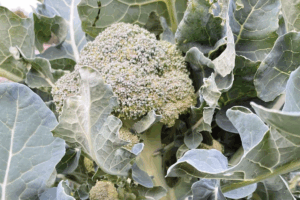Broccoli oogsten in de moestuin