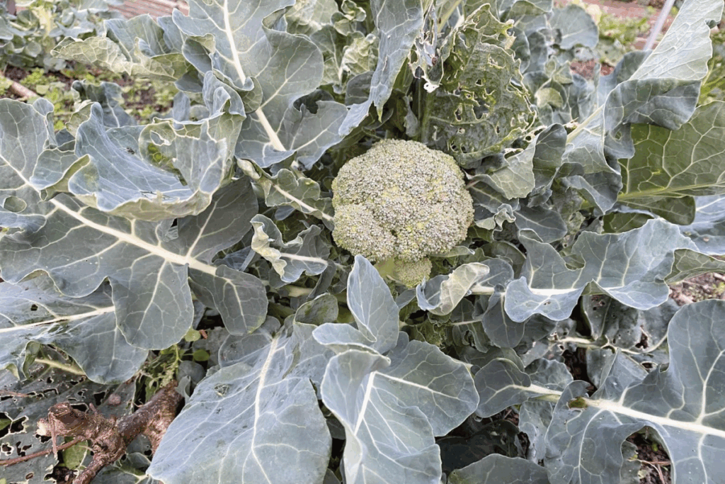 Broccoli oogsten in de moestuin