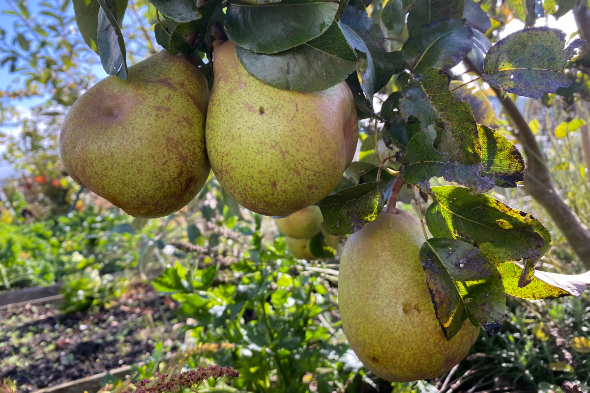 Hoe oogst je peren