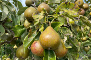 Hoe pluk en bewaar ik stoofperen