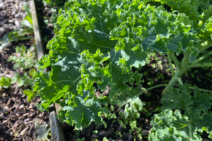 Hoeveel boerenkool kan ik van een plant oogsten