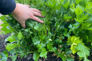 Kun je het loof van een knolselderij oogsten