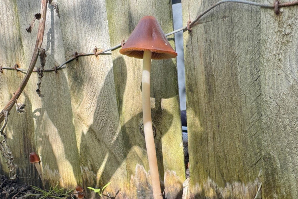 Paddestoelen in de moestuin