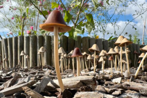 Paddestoelen in de moestuin