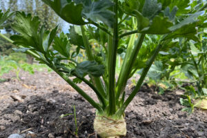 Tips voor het kweken van knolselderij