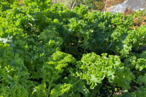 Wanneer kan ik boerenkool uitplanten
