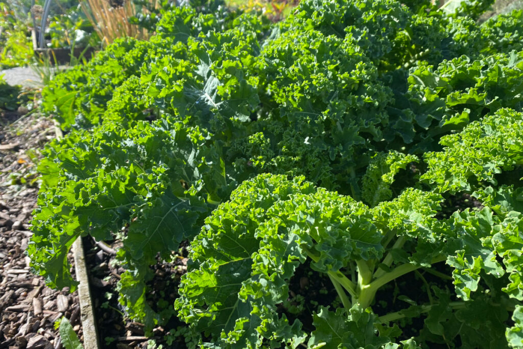 Wanneer kan ik boerenkool uitplanten