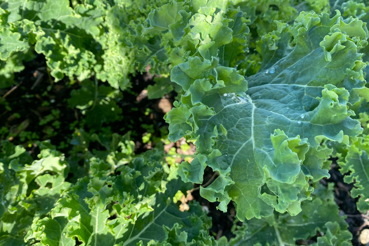 Wanneer kun je boerenkool uit je tuin plukken