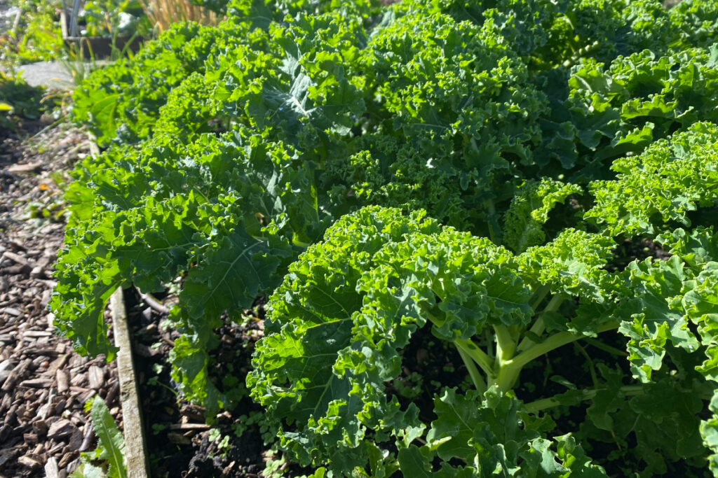 Wanneer kun je boerenkool uit je tuin plukken