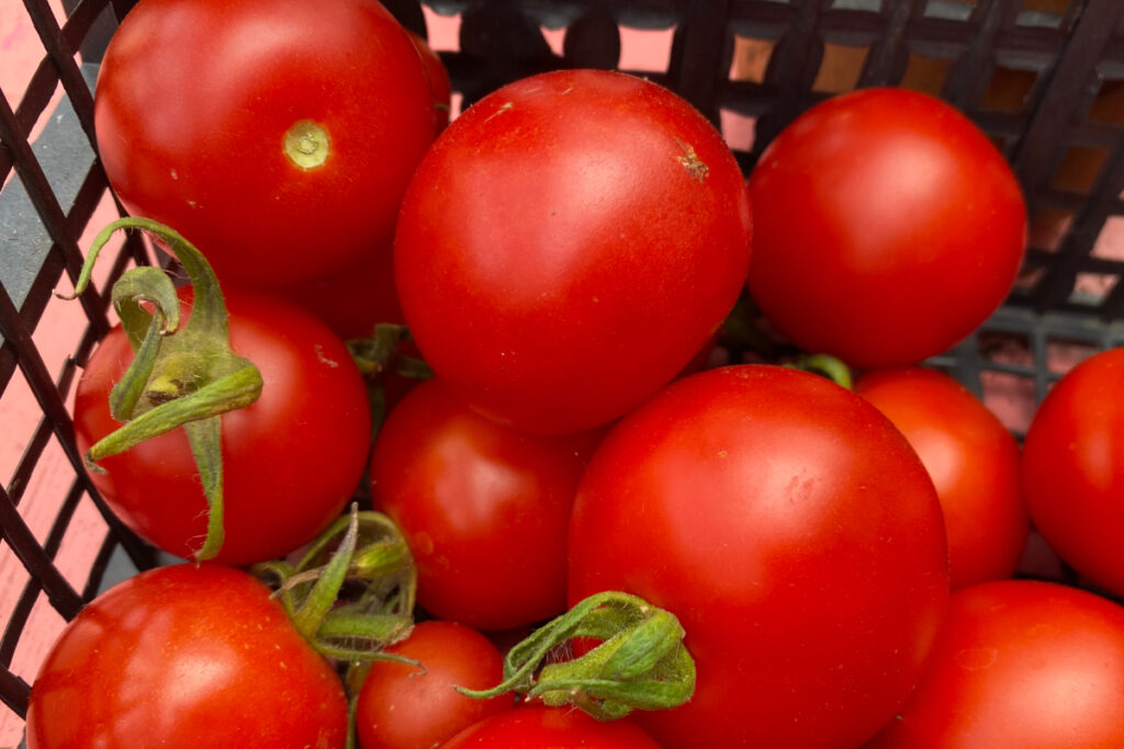Wat te doen met oogst van tomaten