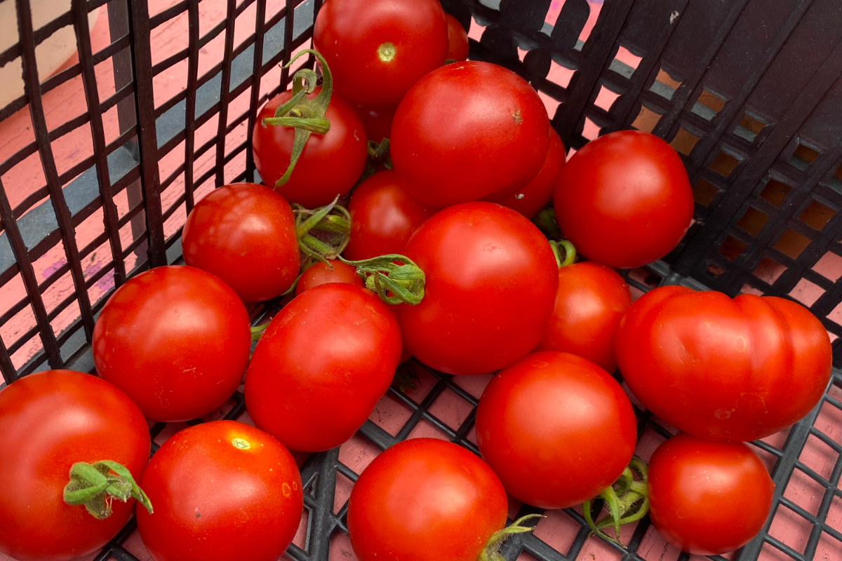 Wat te doen met oogst van tomaten