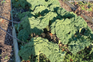 Boerenkool in de winter