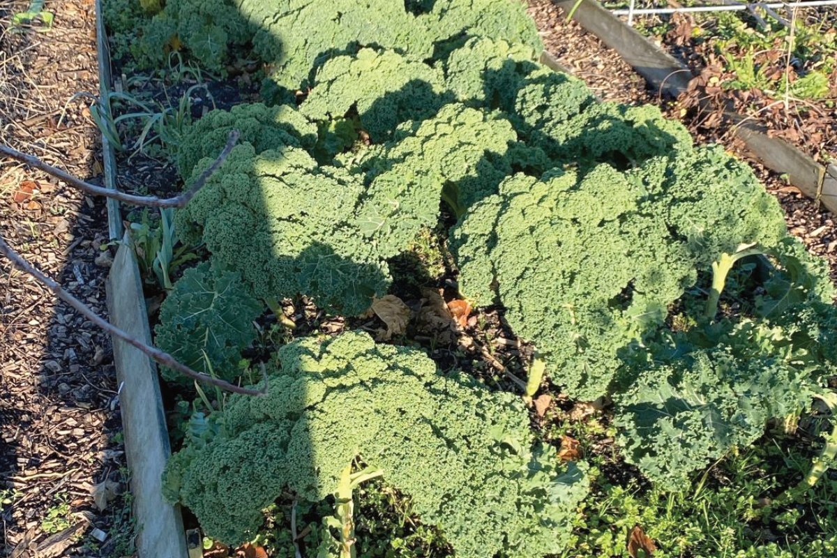 Boerenkool in de winter