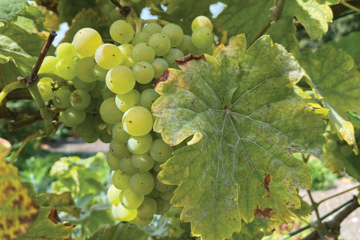 Hoe kweek je druiven als beginner