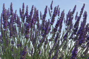 Hoe kweek je lavendel