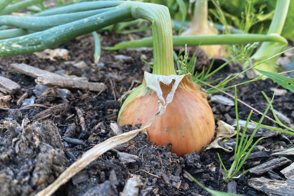 Hoe lang duurt het om uien te kweken