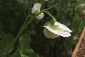 Hoeveel erwten komen er aan 1 plant?