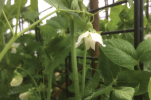 Kan ik erwten in potjes zaaien