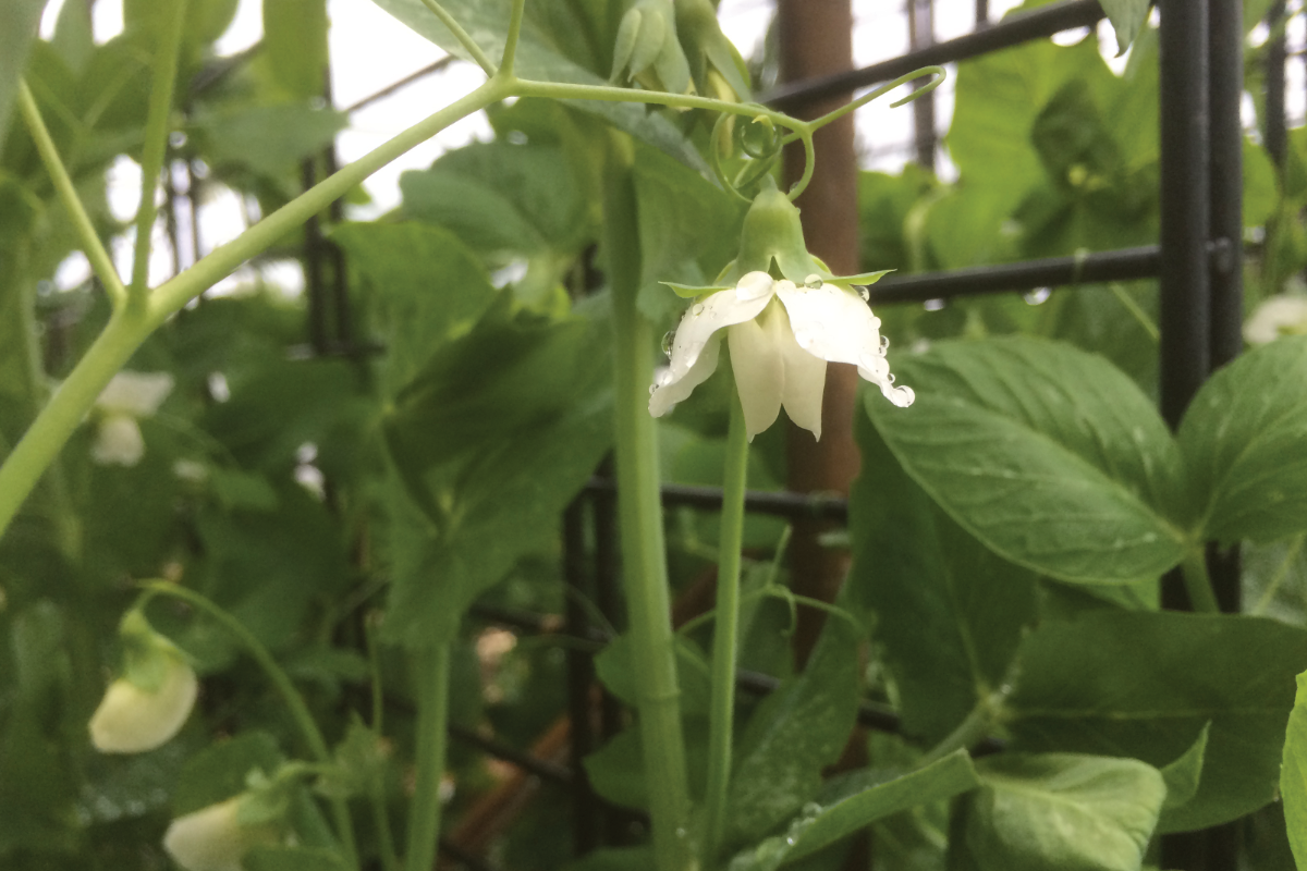 Kan ik erwten in potjes zaaien