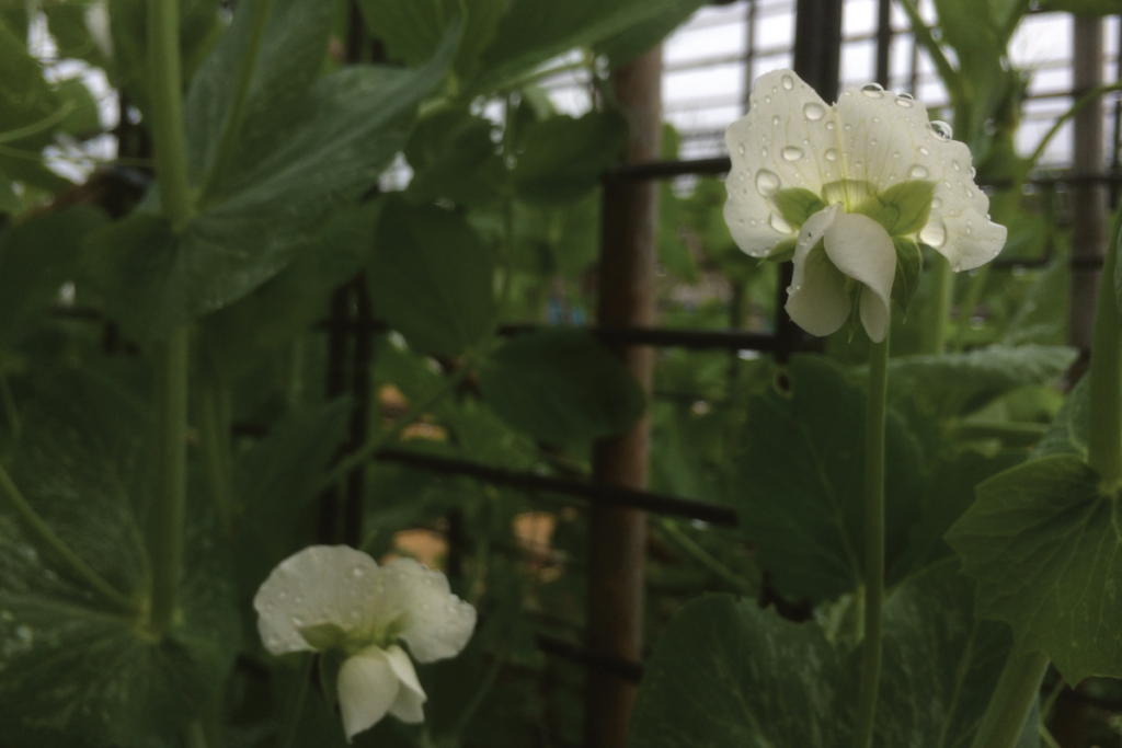 Kan ik erwten in potjes zaaien