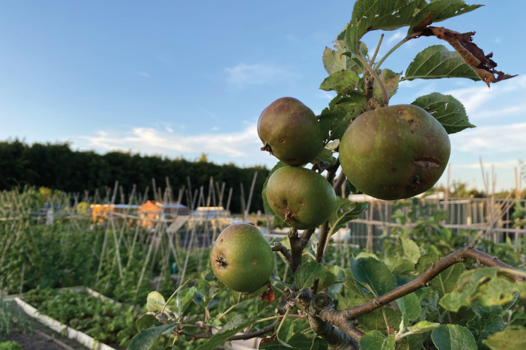 Kan ik zelf een appelboom kweken
