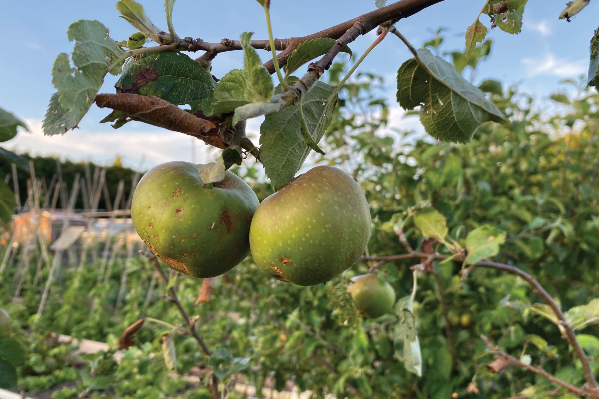 Kan ik zelf een appelboom kweken