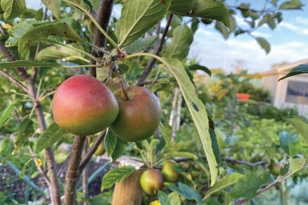 Kan je de pitjes van een appel planten