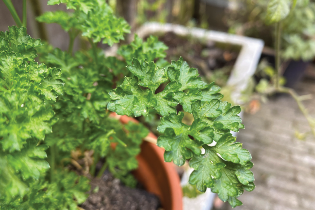 Kan peterselie tegen vrieskou