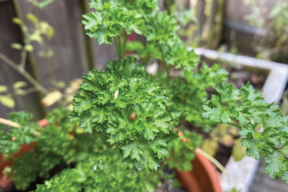 Kan peterselie tegen vrieskou